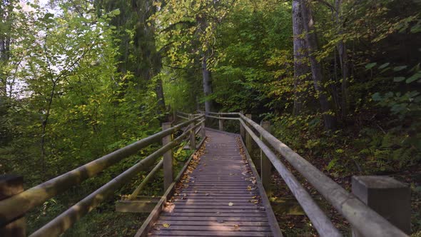 Walk through the forest in the Gauja National Park