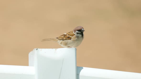 House Sparrow On Fence With Brown Background Then Fly Away. - close up alt