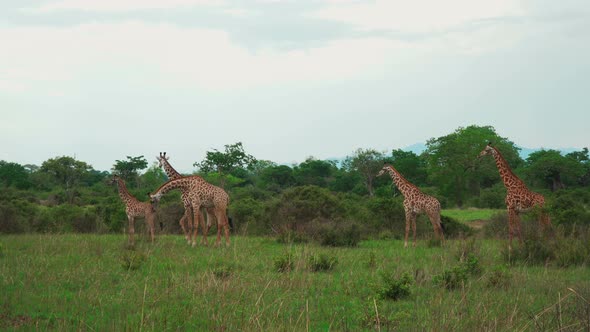 A Small Herd Of Giraffes Walk Through The African Savannah And Feed