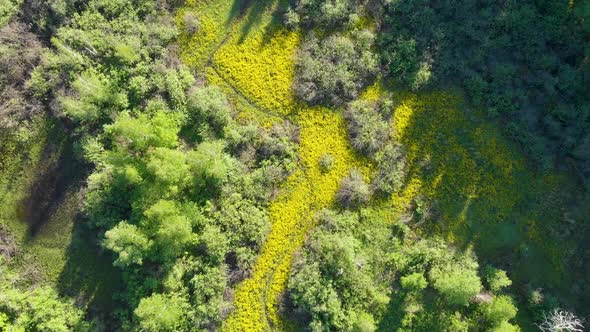 Wild Forest Aerial Drone Shot