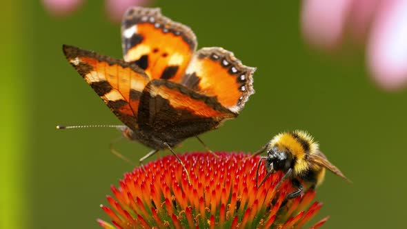 A beautiful butterfly Vanessa cardui together with a bee sit on the echinacea flower.