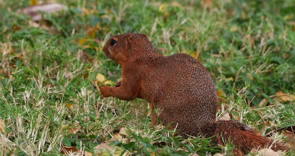 Unstriped Ground Squirrel, xerus rutilus, Adult Eating, Tsavo Parc in Kenya, Real Time 4K alt