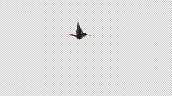 Hummingbird - Ruby Topaz - Flying Around Screen - Transparent Loop
