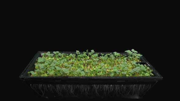 Time-lapse of germinating microgreens broccoli seads alt