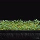 Time-lapse of germinating microgreens broccoli seads - VideoHive Item for Sale