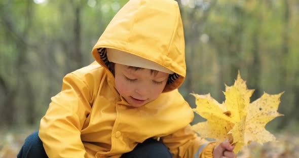 Little Sweet Girl Collects Canadian Maple Leaves in the Autumn Forest