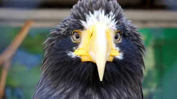 Head Of Haliaeetus Pelagicus Sitting On A Branch. alt