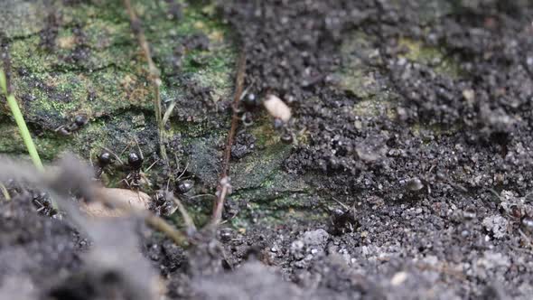 Black ants (lasius niger) carrying pupae to protect them after nest was disturbed.  Slow motion alt