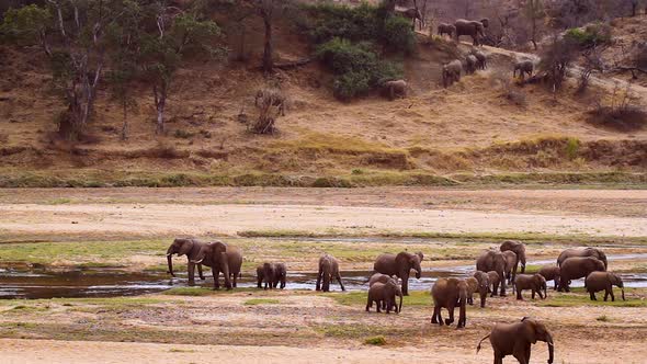 African bush elephant in Kruger National park, South Africa alt