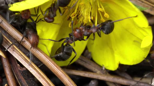 Colony of ants on nest in forest as they work and forage together alt