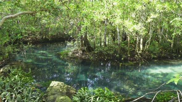 Mangrove and crystal clear water canal at Tha Pom Klong Song Nam mangrove, Krabi, Thailand