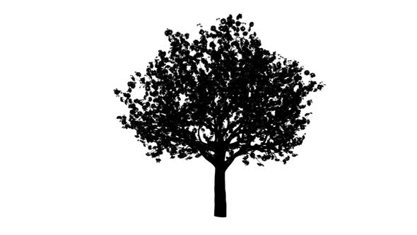 Growing Tree Silhouette