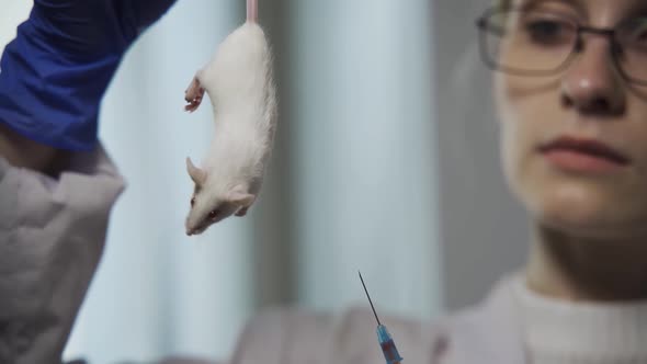 A Lab Technician Takes a Blood Test From a White Test Mouse alt