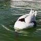 Animal Greylag Goose In Lake 12 - VideoHive Item for Sale