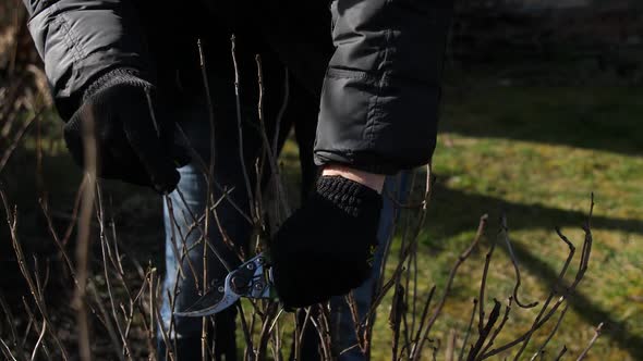 Cutting Branches of Fruit Bushes in Spring