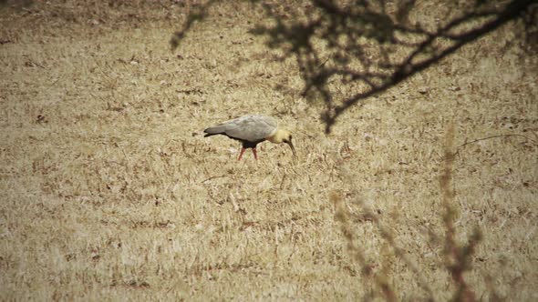 Black-faced ibis (Theristicus melanopis) Standing on a Grassy Field. alt