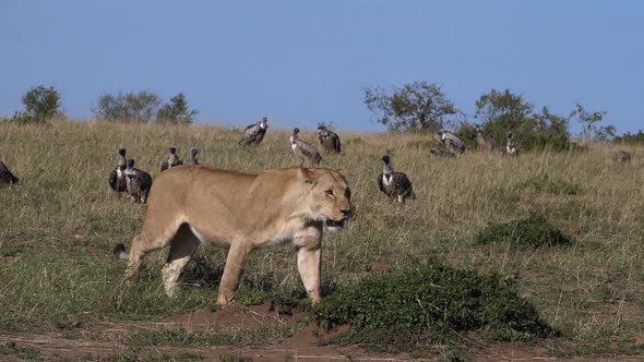 980397 African Lion, panthera leo, Female with a Kill, Vultures, Black-backed jackal ,Masai Mara Par alt
