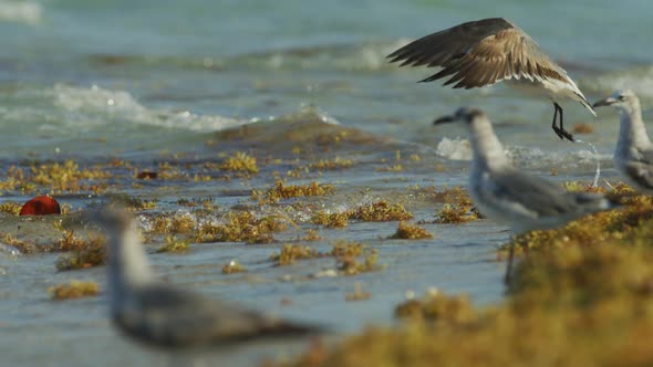Seagulls on the coast alt