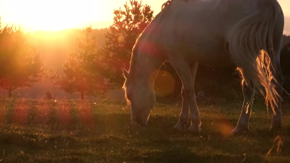 Camargue France a Beautiful White Horse on a Background of Sunlight alt