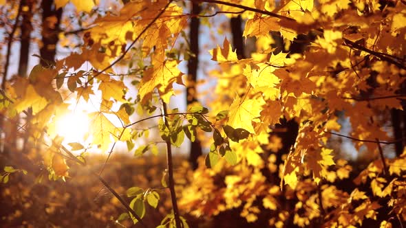 Autumn Oak Leaves at Sunset alt