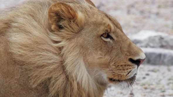 Young male lion resting, wind gently blowing mane. Close up shot of head. alt