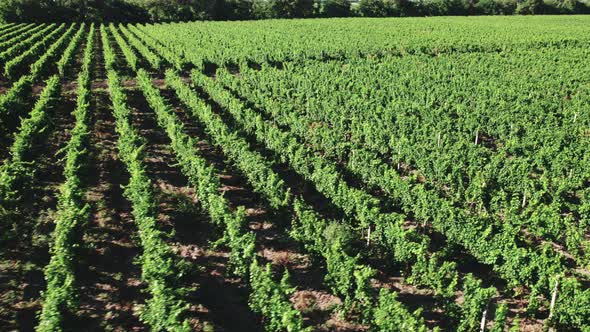Aerial Industrial Vineyard in the Hot Sun alt