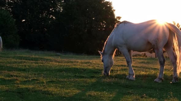 White Horse Eats Green Grass on a Meadow at Sunset alt