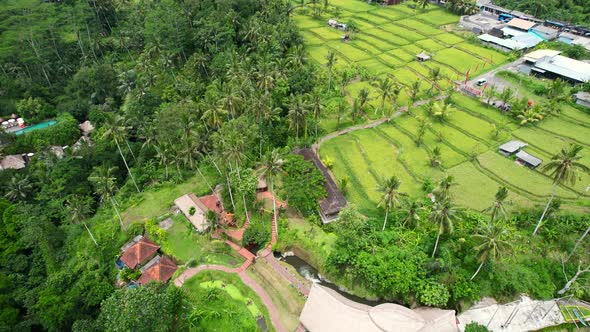 aerial circling tropical rice field terrace in lush green nature of ubud bali indonesia alt