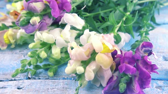 Bouquet of colorful dragon flowers drops on vintage wooden light blue surface. Slow motion. alt