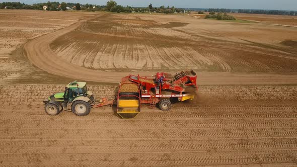 Harvesting Potatoes on the Field alt