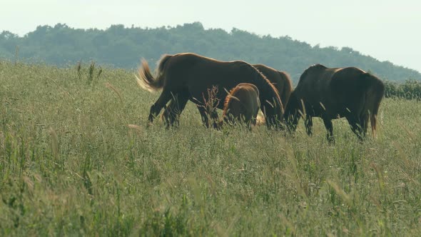 Beautiful Horses Grazing On Sunset Light  alt