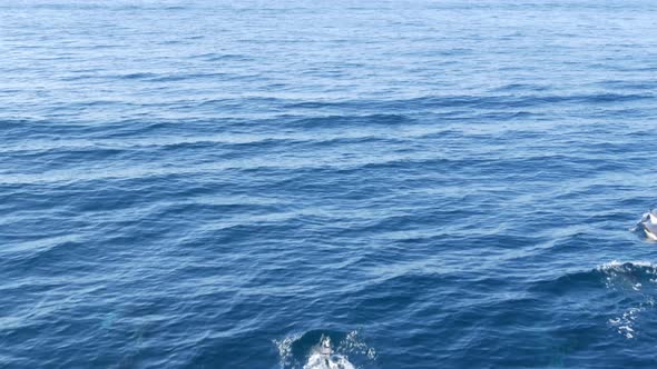 View From the Boat, Common Dolphins Pod in Open Water During Whale Watching Tour alt