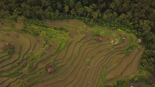 Jatiluwih Rice Terraces on Bali, View From Above, Aerial Drone  Footage