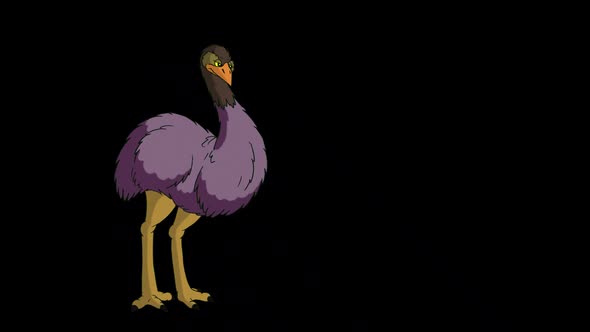 The ostrich stands in full growth and looks around alpha matte