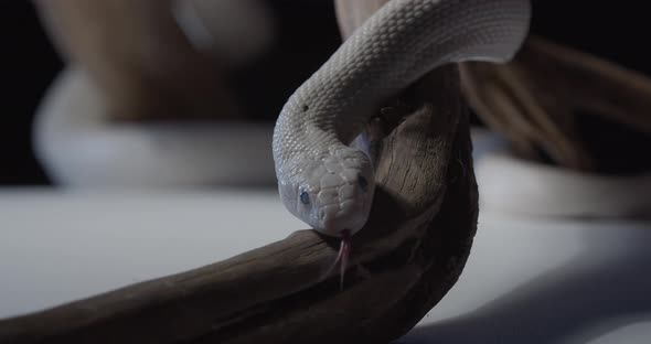 View of the Head of an Opal Corn Snake Crawling on a Tree Branch Danger alt