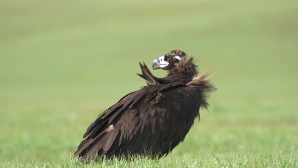A Free Wild Vulture Bird in Natural Habitat of Green Meadow alt