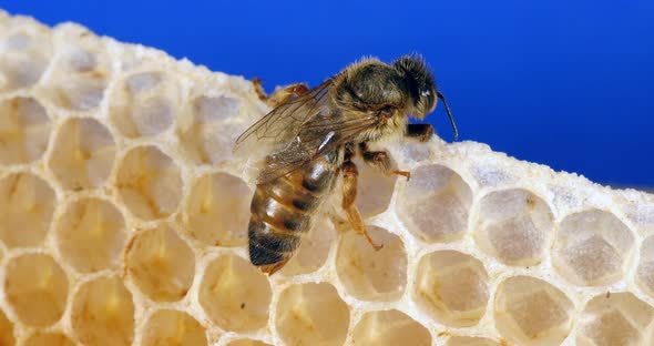 European Honey Bee, apis mellifera, Queen on a Young Wax Ray, Bee Hive in Normandy, Real Time 4K alt