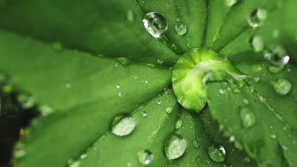 Green Grass with Dew Drops After Rain alt