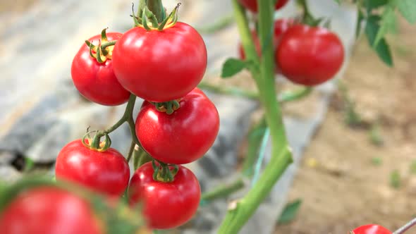 Ripe Tomatoes Growing on the Branches alt