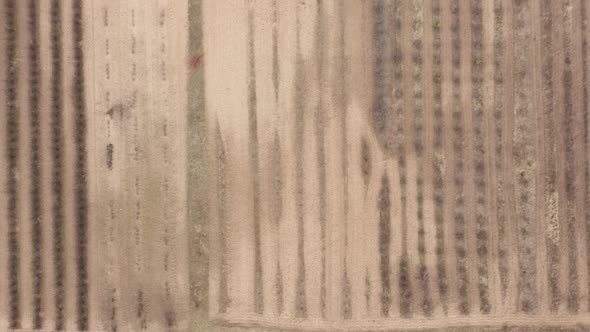 AERIAL: Farm Field Ready to Plant Agriculture Cultivating Plants alt