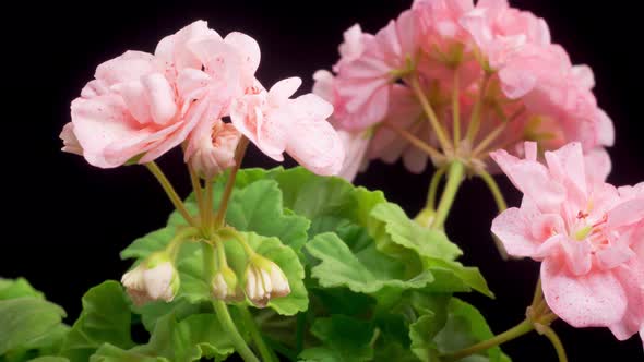 Time Lapse of Opening Pink Geranium ( Pelargonium ) Flower alt