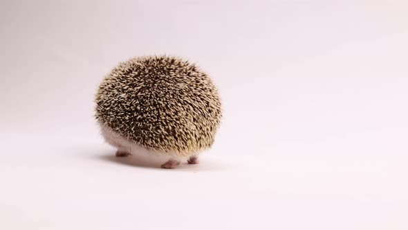 hedgehog on white background spun around by human hand during photoshoot cute as heck alt