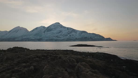 Flock of birds resting and flying over the shore of Kvaløya, Tromsø. Northern Norway. 4K drone. Slo alt