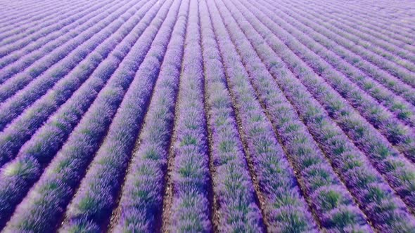 Aerial View of Lavender Fields in Bloom