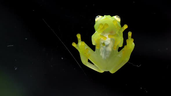 Fleischmann's Glass Frog Body Anatomy Bottom View