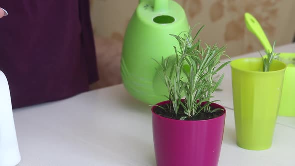A Woman Waters Transplanted Rosemary Sprouts From A Watering Can. Treats Them With Water From A Spra alt