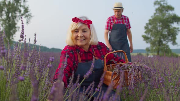 Senior Farmer Worker Grandmother Woman in Organic Field Growing Gathering Purple Lavender Flowers alt