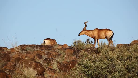 Red Hartebeest Antelopes alt