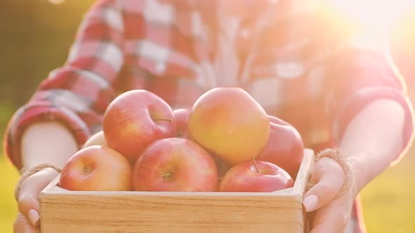 Young woman agronomist is holding a wooden box with ripe tasty juicy apples