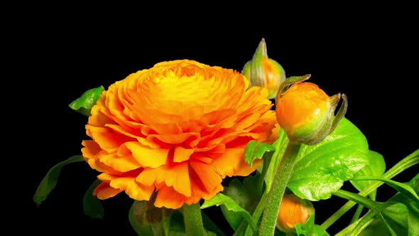 Closeup of a Ranunculus or Buttercup flower are blooming, time-lapse with alpha channel alt